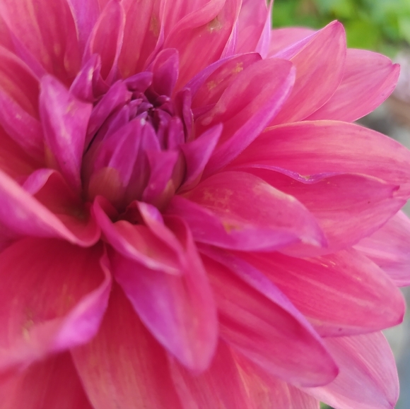 Meet your Posher, Elle - Picture 2 of 5